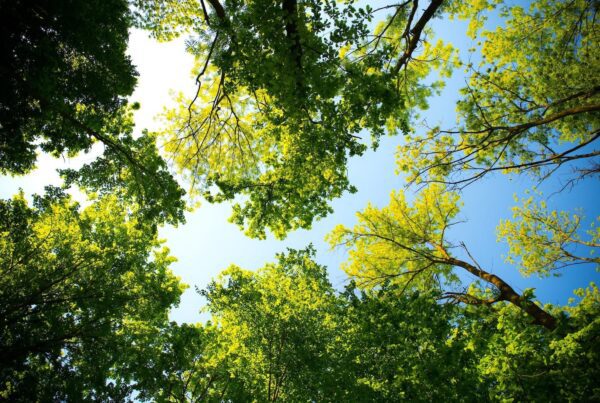 Trees against a blue sky