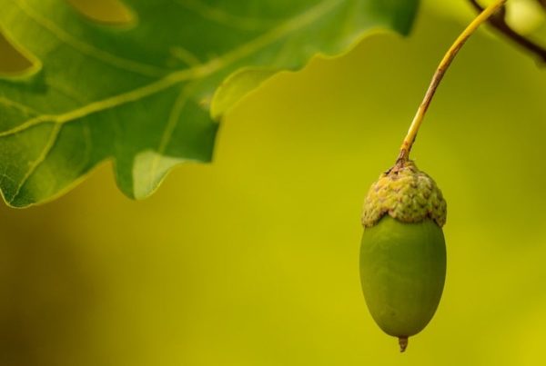 Acorn and oak leaf