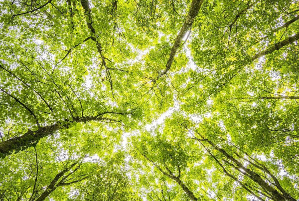 lower carbon footprint