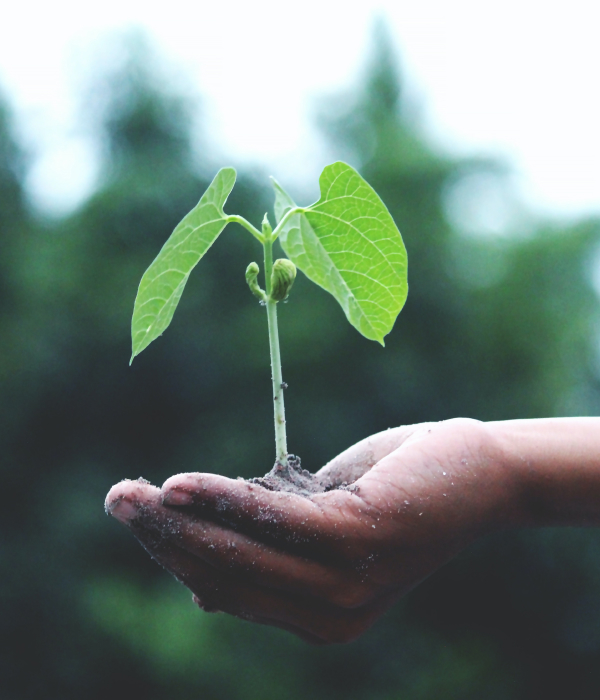 Plant in a hand