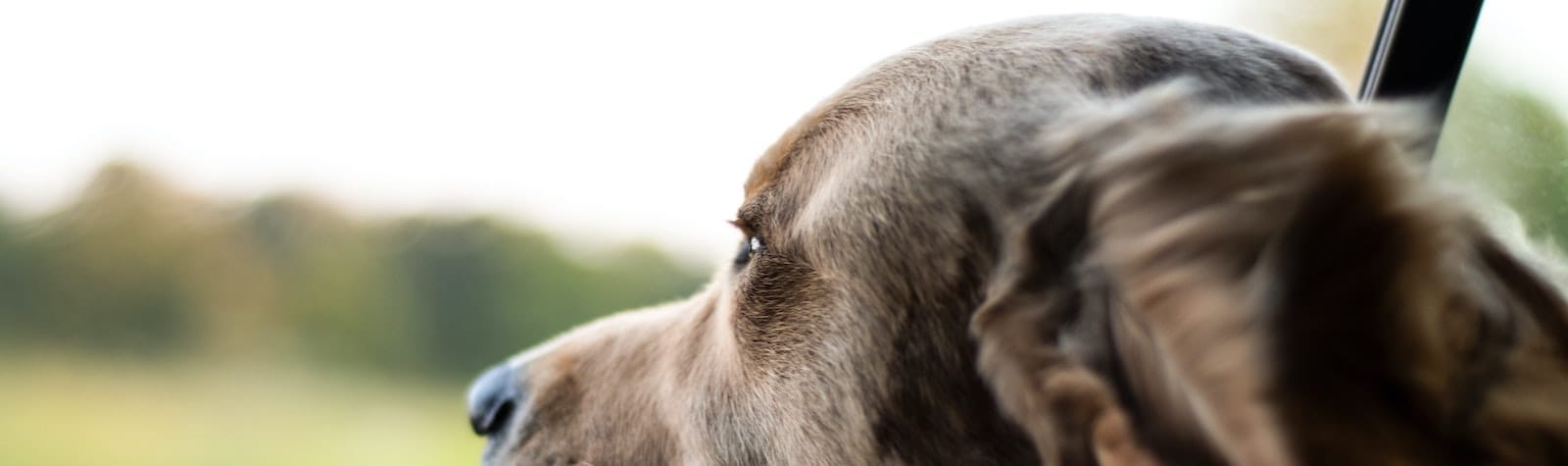 Dog with head out of car window