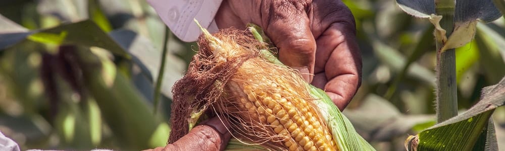 Hands opening sweetcorn