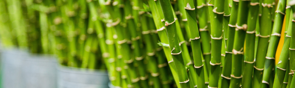 bamboo