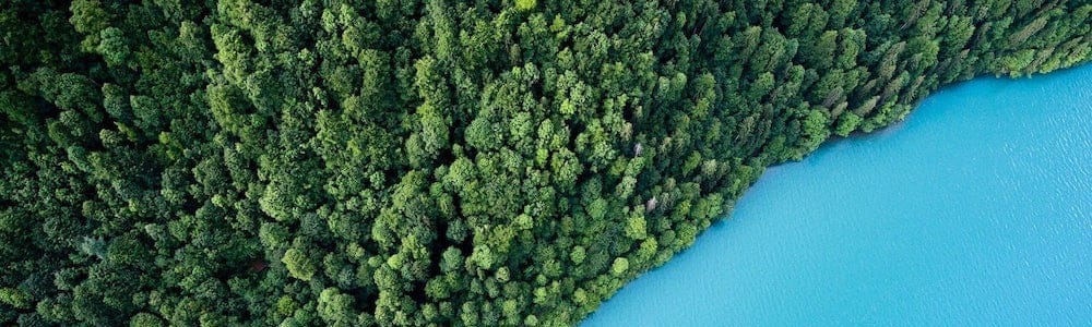 Trees by a blue sea