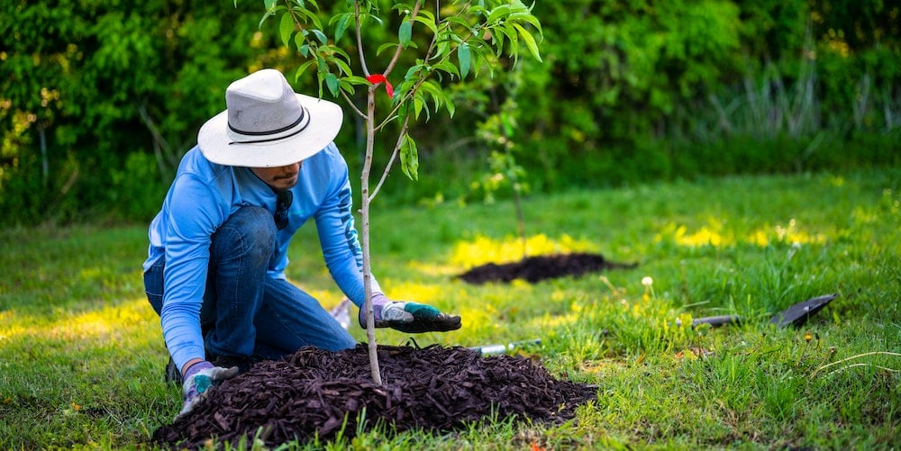 Man in a hat planting a tree