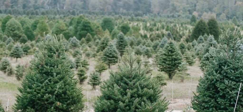 Christmas trees – are real or artificial kinder to the planet?