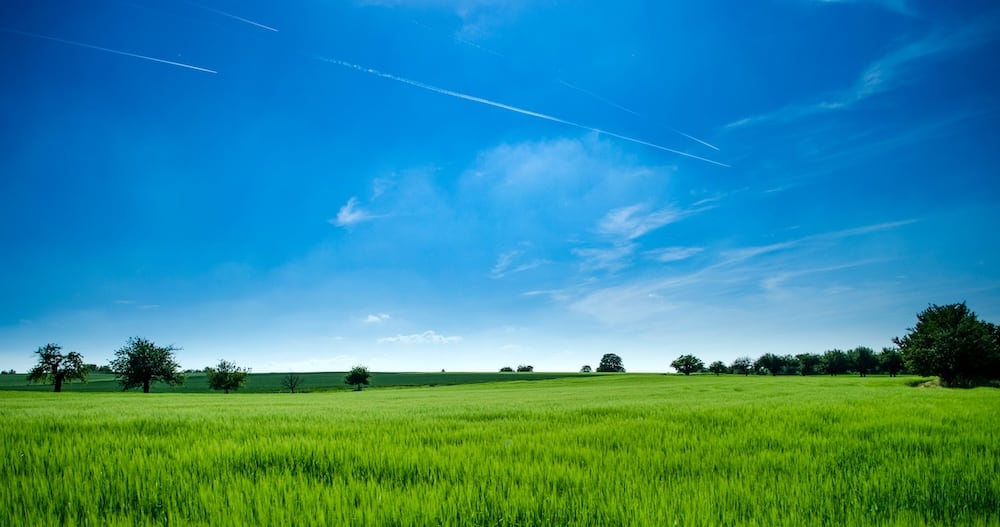 Green field with blue sky above