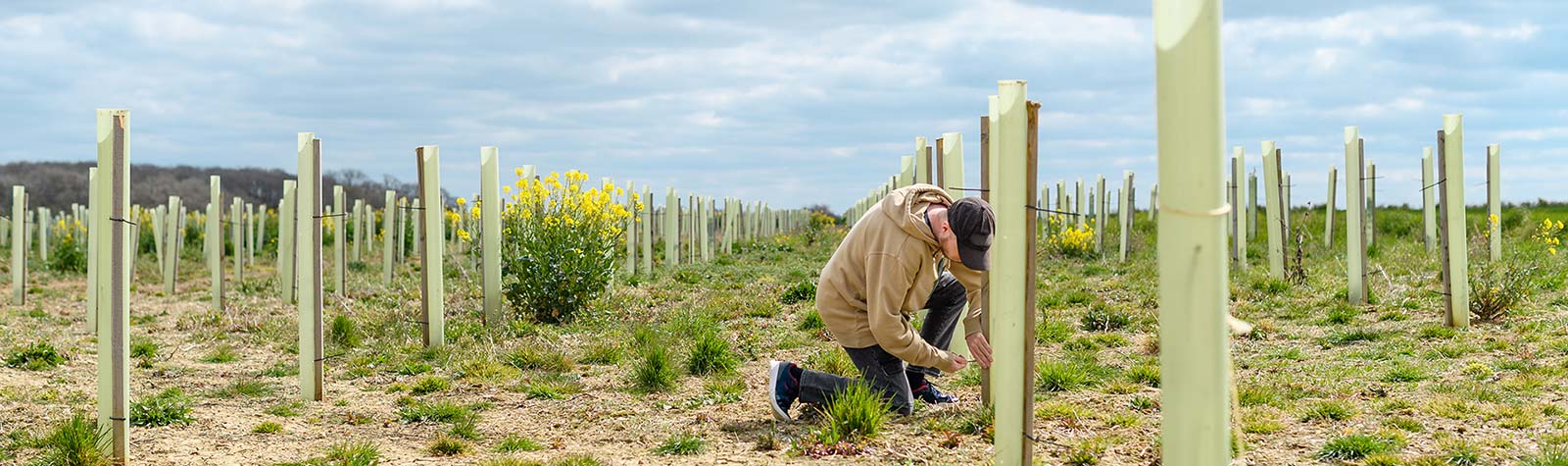Man checking on recently planted tree saplings