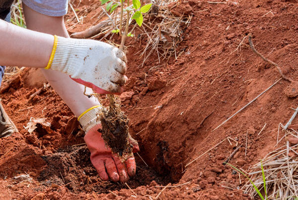 Gloves hands planting tree sapling in hole in red soil